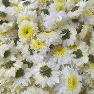 पांढरी शेवंती / White chrysanthemums