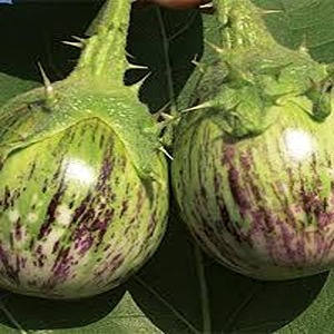बैंगन / Brinjal