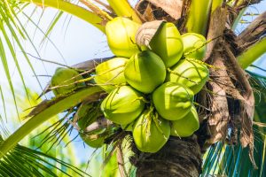 शहाळे/ Green Coconut