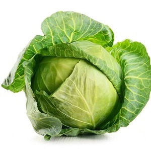 कोबी / Cabbage