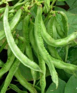 घेवडा / Dolichos Beans