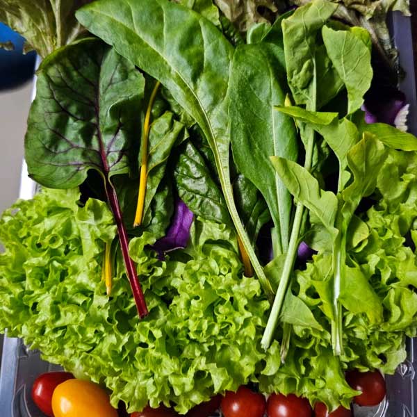 Green Salad Box(Hydroponicaly Grown)