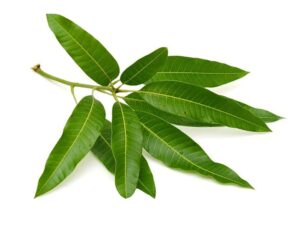 आंब्याची पाने / Mango Leaves