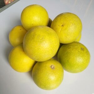 मोसंबी / Sweet Lime