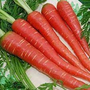 लाल गाजर/ Red Carrot