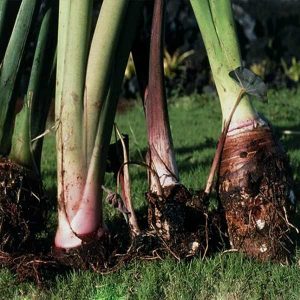 अरबी / Arbi (Colocasia roots)