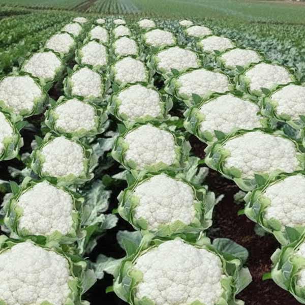 फ्लॉवर /  Cauliflower