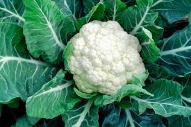 फ्लॉवर /  Cauliflower