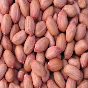 शेंगदाणा / Ground nut/Peanut