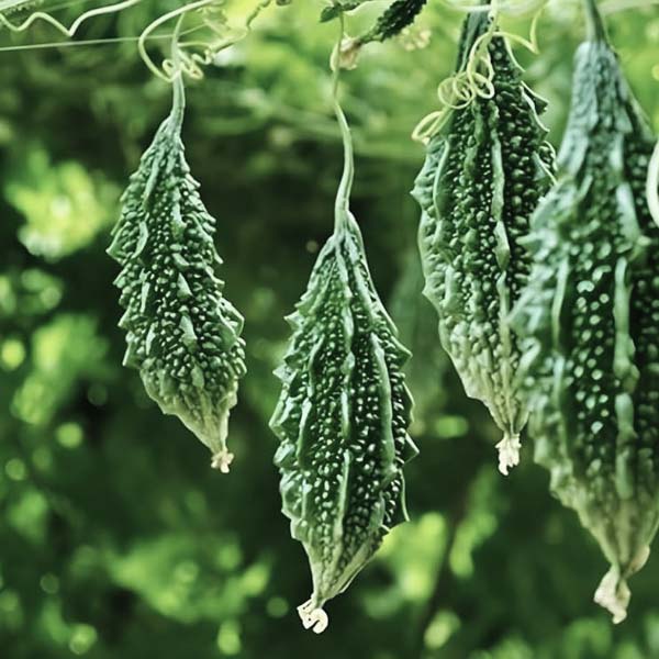 कारलं / Bitter Gourd