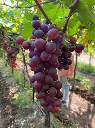 लाल  द्राक्षे /Red Globe Grapes