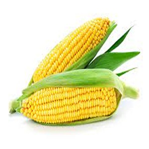 स्वीट कॉर्न / Sweet Corn