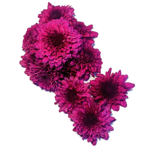 जांभळी  शेवंती / Purpal chrysanthemums