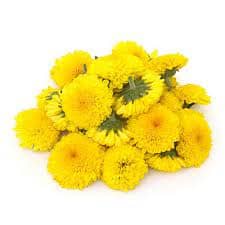 पिवळी शेवंती/ Yellow chrysanthemums