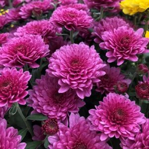 जांभळी  शेवंती / Purpal chrysanthemums