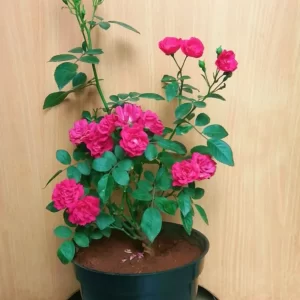 Red Rose palnt