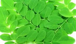 Drumstick leaves/शेवगा पाला