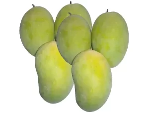 Chausa mango