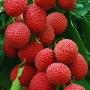 लिची / Lichi