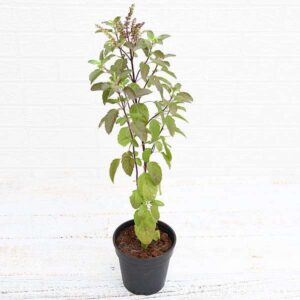 Indian Basil /  तुळस