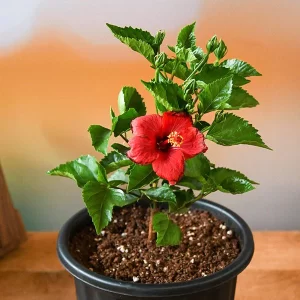 जास्वंद वनस्पती /Hibiscus Plant