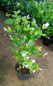 Bela Plant / मोगर वनस्पती