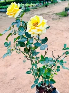 Yellow rose Plant
