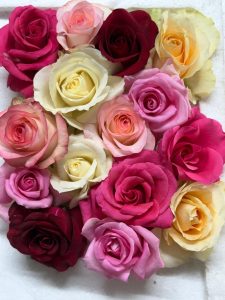 multi colour Rose Flower /  बहु-रंगी गुलाब
