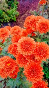 अबोली शेवंती / Orange chrysanthemums