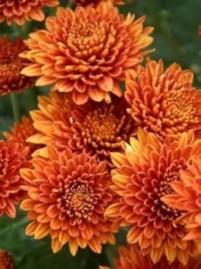 अबोली शेवंती / Orange chrysanthemums