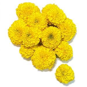 Yellow Marigold