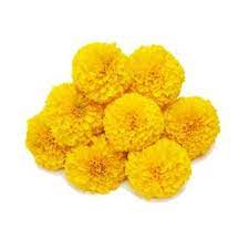 Yellow Marigold