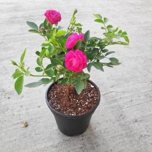 PINK  rose Plant