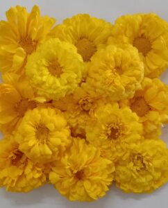 yellow Bijali / पिवळी बिजली