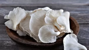 Oyester mashroom