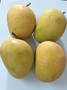 कर्नाटक आंबा / Karnataka mango