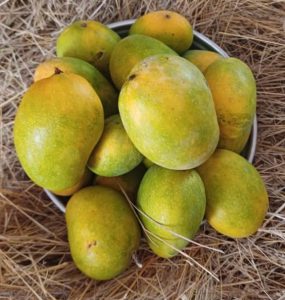 रत्ना हापुस आंबा / Ratna Hapus Mango