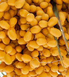Yellow Raw Dates / पिवळे कच्चे खजूर