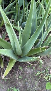 कोरफड / Aloevera