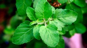 हिरवी तुळस/ green tulasi